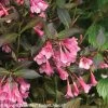 Fine Wine® Weigela -Garden Plant Store Fine Wine Weigela Foliage Leaves and Blooms 91217.1523224496