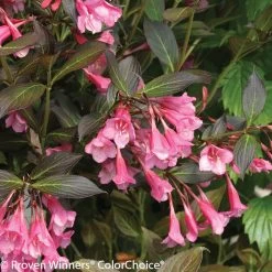 Fine Wine® Weigela