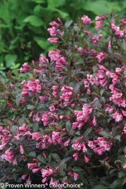Fine Wine® Weigela -Garden Plant Store Fine Wine Weigela Foliage and Flowers 93230.1523224516