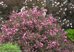Fine Wine® Weigela -Garden Plant Store Fine Wine Weigela Shrub Covered in Flowers 48384.1523224534