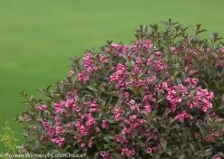 Fine Wine® Weigela -Garden Plant Store Fine Wine Weigela Shrub Flowering 45187.1523224519