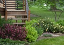 Fine Wine® Weigela -Garden Plant Store Fine Wine Weigela in the Landscaping by the Deck 65701.1523224527