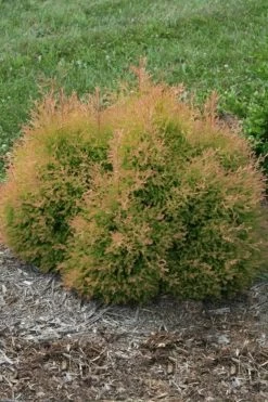 Fire Chief Arborvitae -Garden Plant Store Fire Chief Arborvitae Bush 11650.1499389044