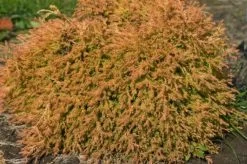 Fire Chief Arborvitae -Garden Plant Store Fire Chief Arborvitae Shrub Foliage 55087.1499389052