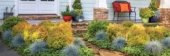 Fire Chief Arborvitae -Garden Plant Store Fire Chief Arborvitae in Combination Garden Planter 05740.1640056850