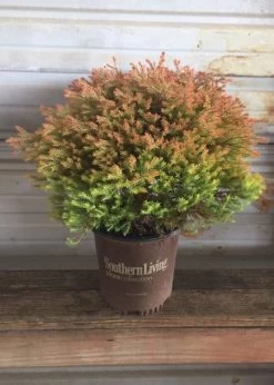 Fire Chief Arborvitae -Garden Plant Store Fire Chief Arborvitae in Southern Living Pot 87798.1640056857