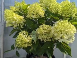 Fire Light Tidbit® Hydrangea Tree -Garden Plant Store Fire Light Tidbit Hydrangea Tree Close Up 50055.1692982101