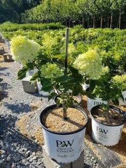 Fire Light Tidbit® Hydrangea Tree -Garden Plant Store Fire Light Tidbit Hydrangea Trees Flowering 67584.1688657580