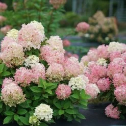 Fire Light Tidbit® Hydrangea Tree -Garden Plant Store Fire Light Tidbit Hydrangea bush with flowers 05166.1688657555