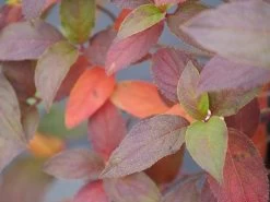 Fire Light Tidbit® Hydrangea Tree -Garden Plant Store Fire Light Tidbit Hydrangea foliage in the fall 14004.1688657547