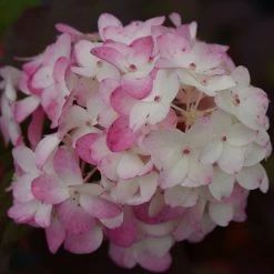 Fire Light Tidbit® Hydrangea Tree -Garden Plant Store Fire Light Tidbit Hydrangea pink flower closeup 57632.1688657542