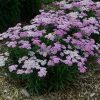 Firefly Amethyst Yarrow -Garden Plant Store Firefly Amethyst Yarrow Plant Blooming in the Garden 15657.1611937929