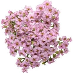 Firefly Amethyst Yarrow -Garden Plant Store Firefly Amethyst Yarrow bloom up close 85622.1611937943