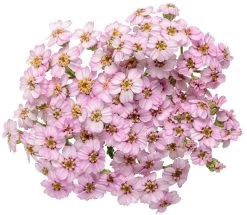 Firefly Amethyst Yarrow -Garden Plant Store Firefly Amethyst Yarrow flowers closeup 31518.1611937936