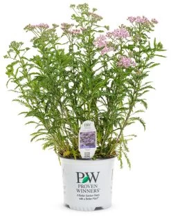 Firefly Amethyst Yarrow -Garden Plant Store Firefly Amethyst Yarrow in Proven Winners Pot 74127.1611937946