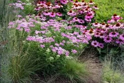 Firefly Amethyst Yarrow -Garden Plant Store Firefly Amethyst Yarrow in pollinator garden 19583.1611937934