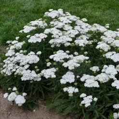 Firefly Diamond Yarrow