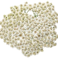 Firefly Diamond Yarrow -Garden Plant Store Firefly Diamond Yarrow flowers closeup 57873.1611938047