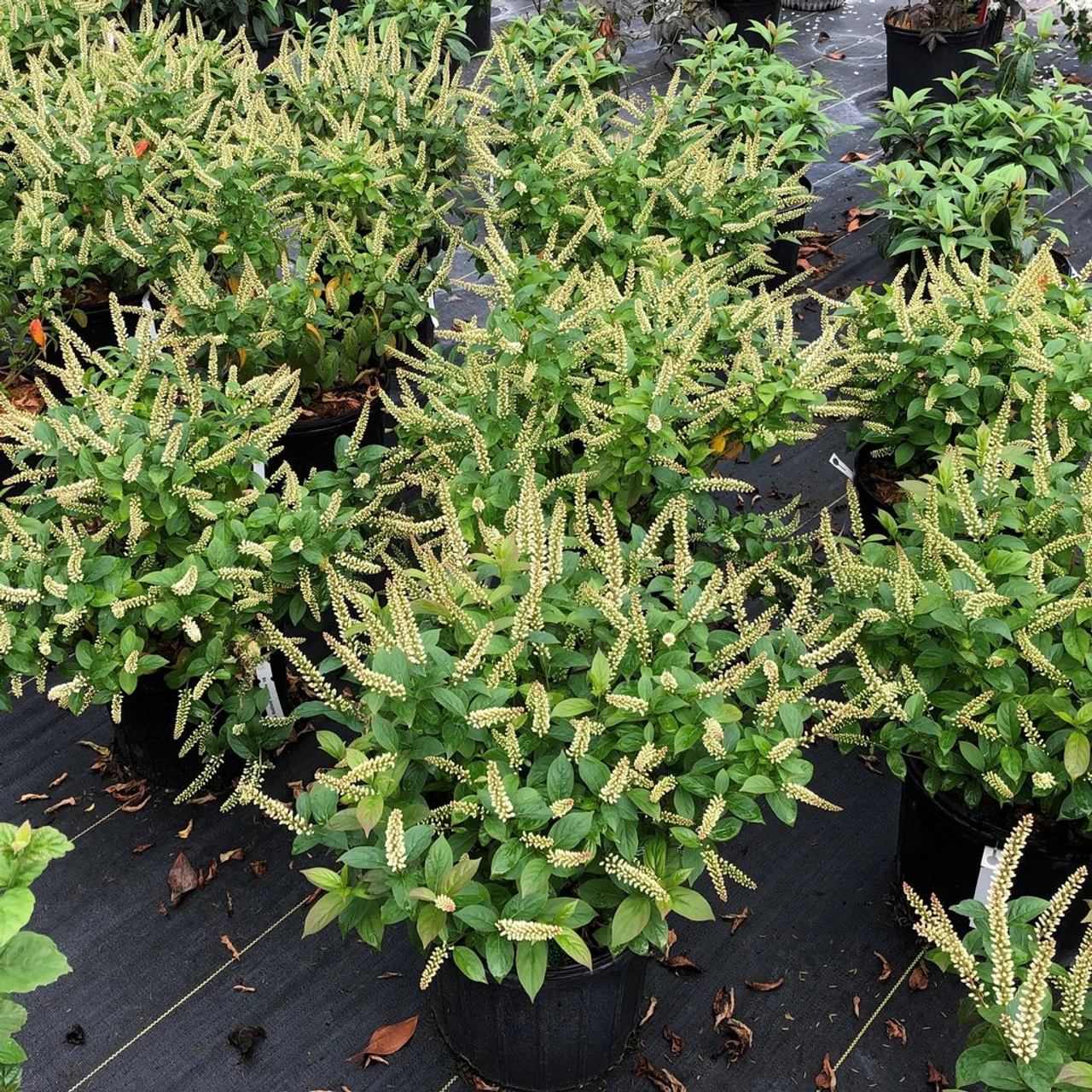 Fizzy Mizzy Sweetspire 4 Fizzy Mizzy Sweetspire - Image 2