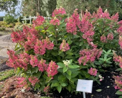 Flare™ Hydrangea -Garden Plant Store Flare Hydrangea in the front yard 57472.1649222831