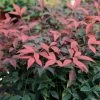 Flirt Nandina
