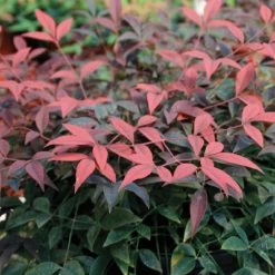 Flirt Nandina