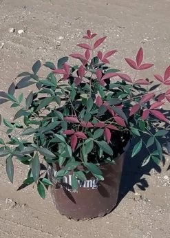 Flirt Nandina -Garden Plant Store Flirt Nandina in garden planter 77262.1640841520