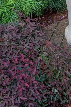 Flirt Nandina -Garden Plant Store Flirt Nandina in the garden 21825.1640841587