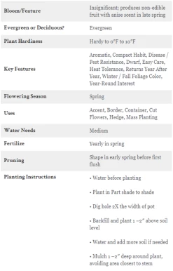 Florida Sunshine Anise -Garden Plant Store Florida Sunshine Anise Care Instructions 70836.1587917439