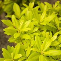 Florida Sunshine Anise