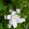 Fool Proof Gardenia -Garden Plant Store Fool Proof Gardenia Flower Petals 10428.1642404235
