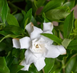 Fool Proof Gardenia