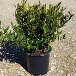 Fool Proof Gardenia -Garden Plant Store Fool Proof Gardenia in garden planter 92794.1640842948