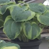 Frances Williams Hosta 1 Frances Williams Hosta -Garden Plant Store Frances Williams Hosta in Garden Planter 52596.1647441066