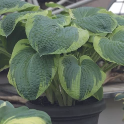 Frances Williams Hosta