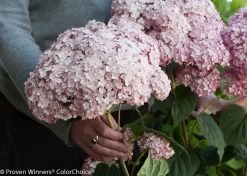 Incrediball® Blush Hydrangea 12 Incrediball® Blush Hydrangea -Garden Plant Store Fresh Cut Incrediball Blush Hydrangea Flowers 35628.1517771593