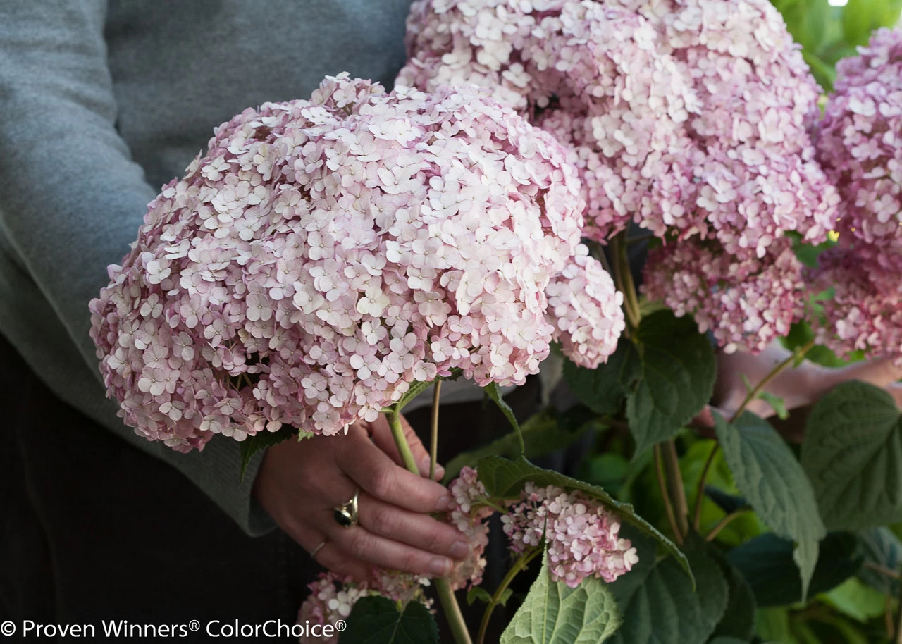 Incrediball® Blush Hydrangea 6 Incrediball® Blush Hydrangea - Image 4