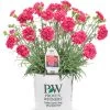 Fruit Punch® Raspberry Ruffles Pinks Dianthus -Garden Plant Store Fruit Punch Raspberry Ruffles Pinks Dianthus in Branded Pot C 14823.1551416731