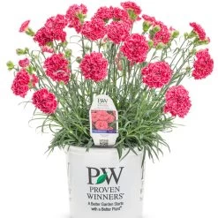 Fruit Punch® Raspberry Ruffles Pinks Dianthus