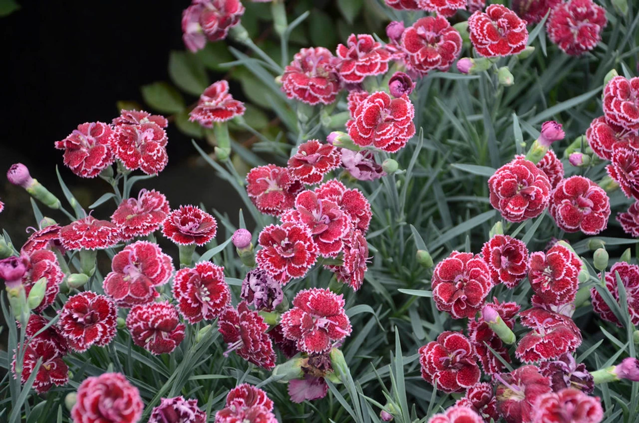 Fruit Punch® Black Cherry Frost Pinks Dianthus 4 Fruit Punch® Black Cherry Frost Pinks Dianthus - Image 2