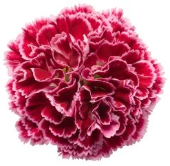 Fruit Punch® Cherry Vanilla Pinks Dianthus -Garden Plant Store Fruit Punch Cherry Vanilla Pinks Dianthus Red Flower Up Close 12882.1551416733