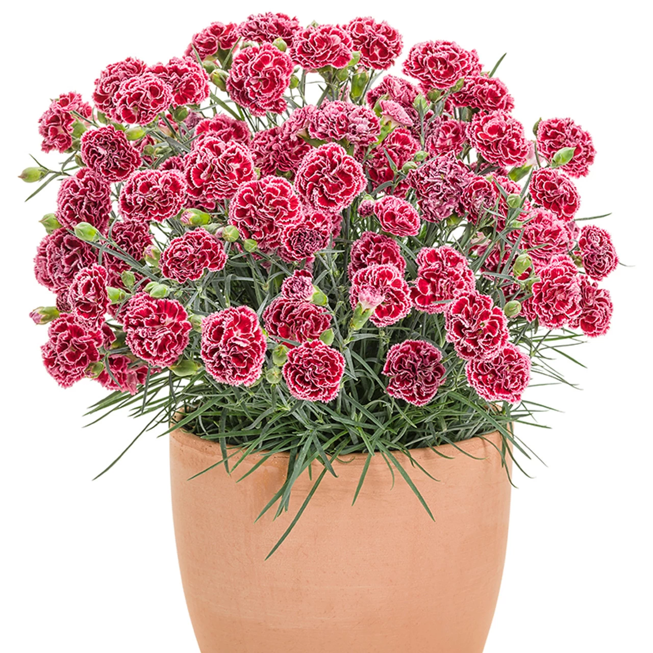 Fruit Punch® Cherry Vanilla Pinks Dianthus