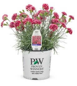 Fruit Punch® Cherry Vanilla Pinks Dianthus -Garden Plant Store Fruit Punch Cherry Vanilla Pinks Dianthus in Proven Winners Pot 92403.1615564276