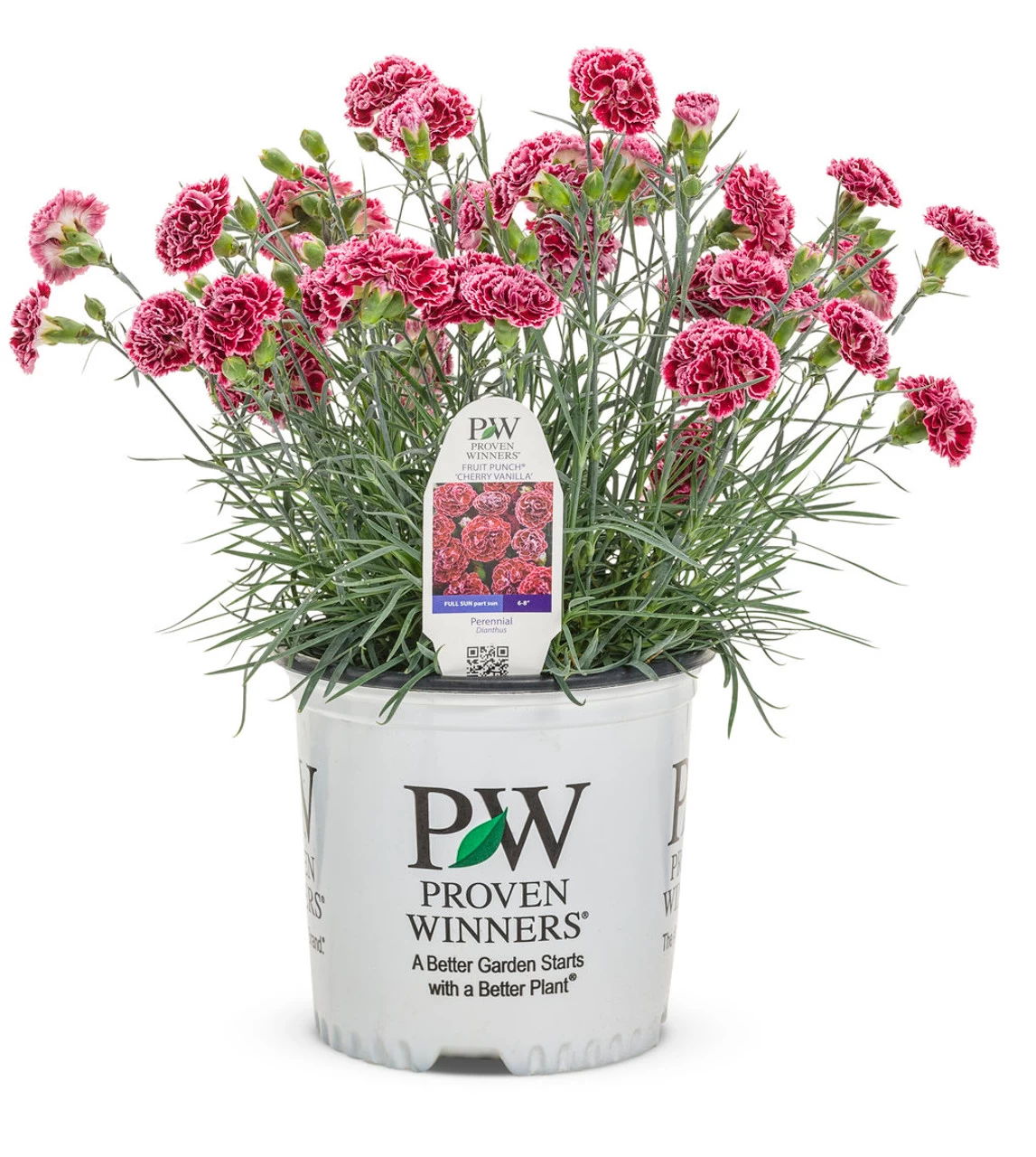 Fruit Punch® Cherry Vanilla Pinks Dianthus - Image 5