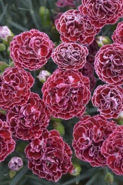 Fruit Punch® Cherry Vanilla Pinks Dianthus -Garden Plant Store Fruit Punch Cherry Vanilla Pinks Dianthus with Red Blooms 48335.1551416733