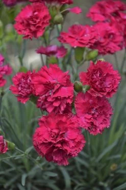 Fruit Punch® Cranberry Cocktail Pinks Dianthus -Garden Plant Store Fruit Punch Cranberry Cocktail Pinks Dianthus with Pink Blooms 28572.1683646383