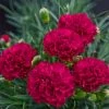 Fruit Punch® Cranberry Cocktail Pinks Dianthus -Garden Plant Store Fruit Punch Cranberry Cocktail Pinks Dianthus with Red Blooms 59264.1683646383