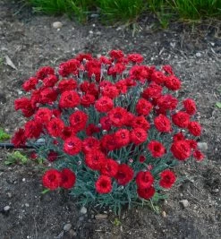 Fruit Punch® Maraschino Pinks Dianthus -Garden Plant Store Fruit Punch Maraschino Pinks Dianthus Blooming Red 28024.1551416733