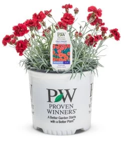 Fruit Punch® Maraschino Pinks Dianthus -Garden Plant Store Fruit Punch Maraschino Pinks Dianthus in Proven Winners Pot 78257.1615563966