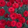 Fruit Punch® Maraschino Pinks Dianthus -Garden Plant Store Fruit Punch Maraschino Pinks Dianthus with Red Blooms 98248.1615563953